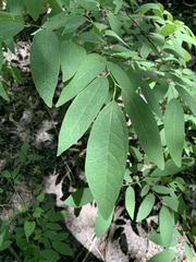 Lindera melissifolia