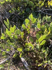Arctostaphylos hookeri hookeri