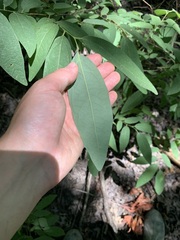 Lindera melissifolia