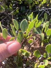 Arctostaphylos hookeri hookeri