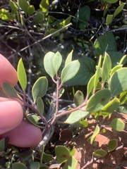 Arctostaphylos hookeri hookeri