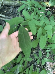 Lindera melissifolia
