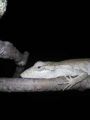 Polychrus acutirostris