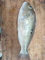 Notolabrus celidotus