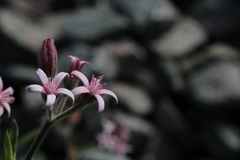 Oxypetalum solanoides