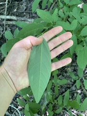 Lindera melissifolia