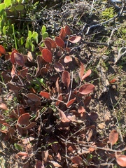 Arctostaphylos hookeri hookeri