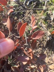 Arctostaphylos hookeri hookeri