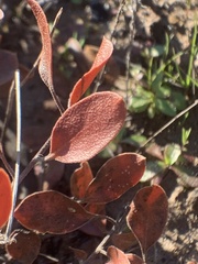 Arctostaphylos hookeri hookeri