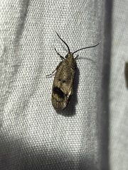 Pycnocera hypoxantha