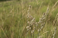 Pterocaulon virgatum