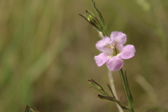 Agalinis communis