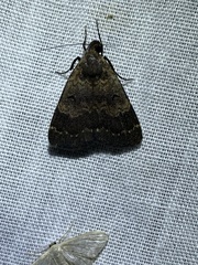 Hydrillodes funestalis