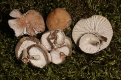 Hypomyces tubariicola