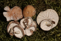 Hypomyces tubariicola