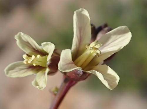Image of Heliophila elongata by (c) Nicola van Berkel, some rights reserved (CC BY-SA)