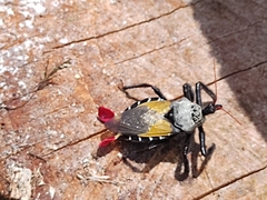 Apiomerus vexillarius