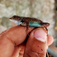 Sceloporus nelsoni