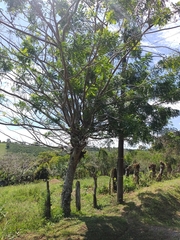 Spondias purpurea