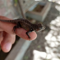 Sceloporus nelsoni