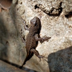 Sceloporus nelsoni