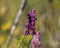 Trichostema lanatum