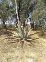Agave americana