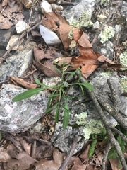 Coreopsis grandiflora
