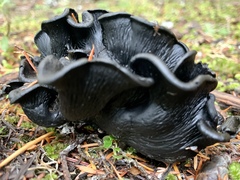 Polyozellus marymargaretae