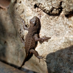 Sceloporus nelsoni
