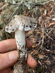 Tricholoma subacutum
