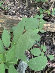 Lindera melissifolia