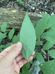 Lindera melissifolia