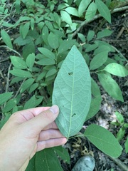 Lindera melissifolia