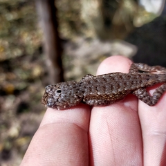 Sceloporus nelsoni