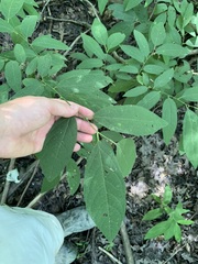 Lindera melissifolia