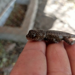 Sceloporus nelsoni