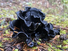 Polyozellus marymargaretae