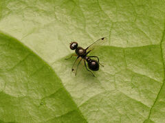 Parapalaeosepsis plebeia