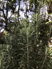 Linochilus rosmarinifolius