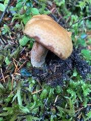 Lactarius rubrilacteus
