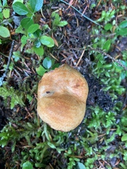 Lactarius rubrilacteus