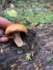 Lactarius rubrilacteus