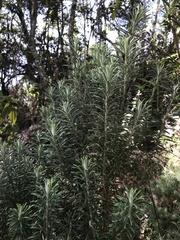 Linochilus rosmarinifolius