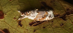 Piloprepes gelidella