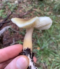 Tricholoma arvernense