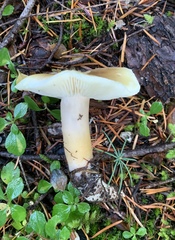 Tricholoma arvernense