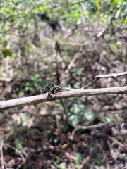 Sandalodes bipenicillatus