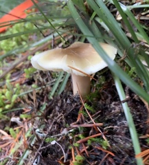 Tricholoma arvernense