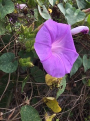 Ipomoea crinicalyx